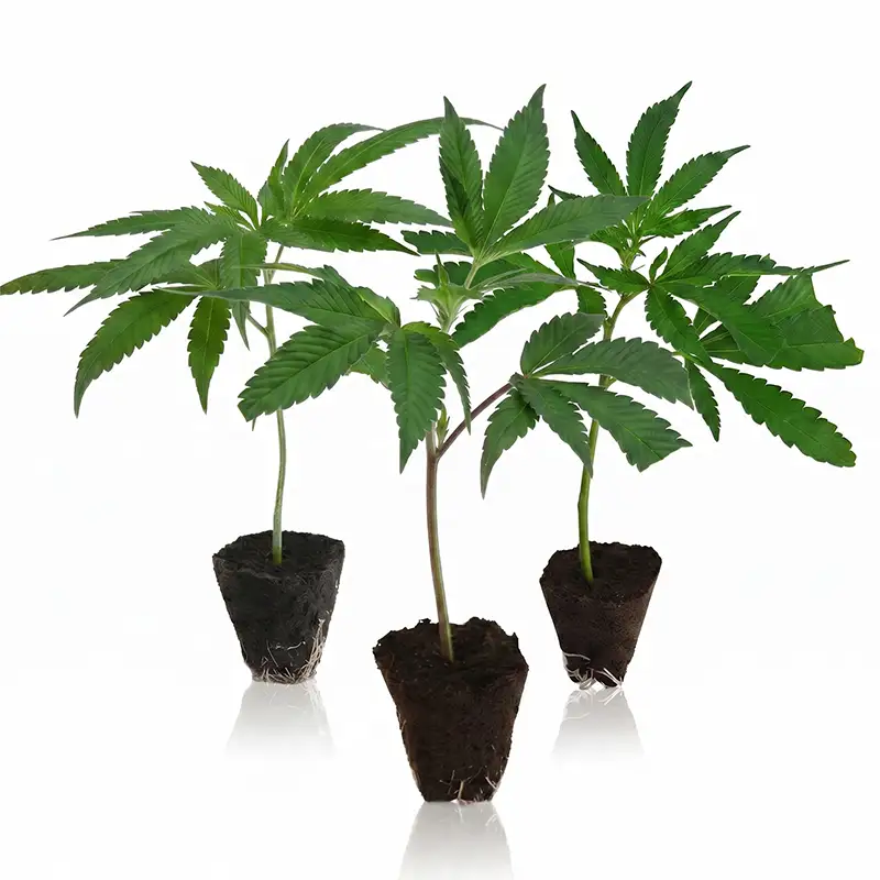 Cali Weed Steckling Set bestellen
