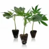 High THC Steckling Set
