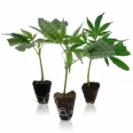High THC Steckling Set