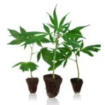 Profil-Mix Steckling Set