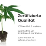 Zertifizierte Cannabis Stecklinge kaufen