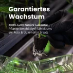 Hanfstecklinge mit garantiertem Wachstum