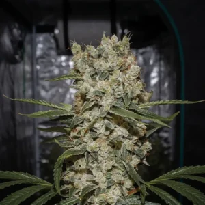 Super Silver Haze
