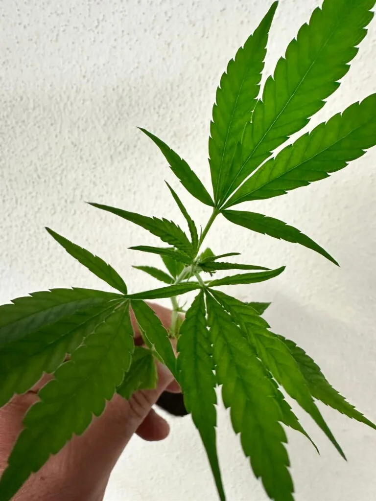 Bild #1 von Adri420