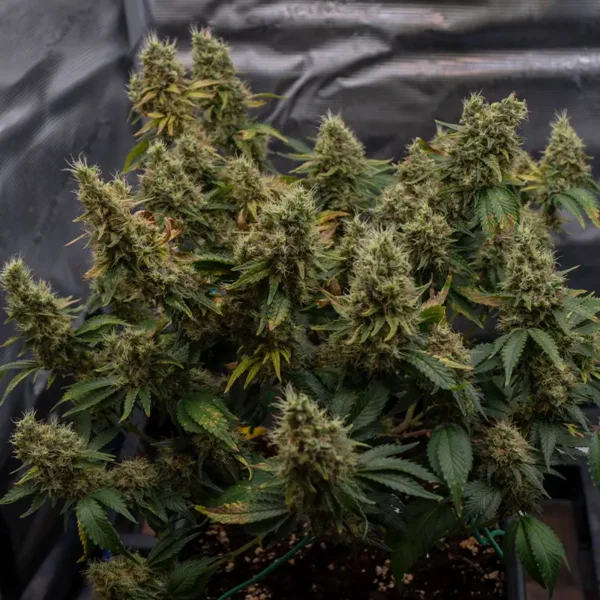 AK47 Cannabispflanze in der Blüte