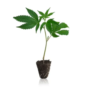 Ak47 Cannabis Steckling kaufen