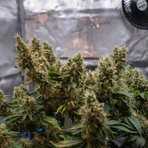AK47 Cannabispflanze in der 8. Blütewoche