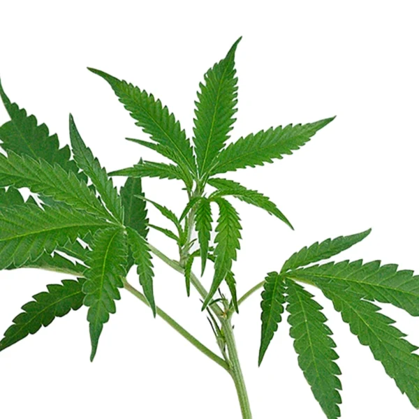 Big Bud Cannabis Steckling online kaufen