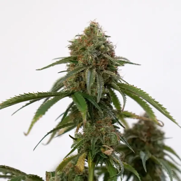 Blue Zushi Cannabis Pflanze erntereif