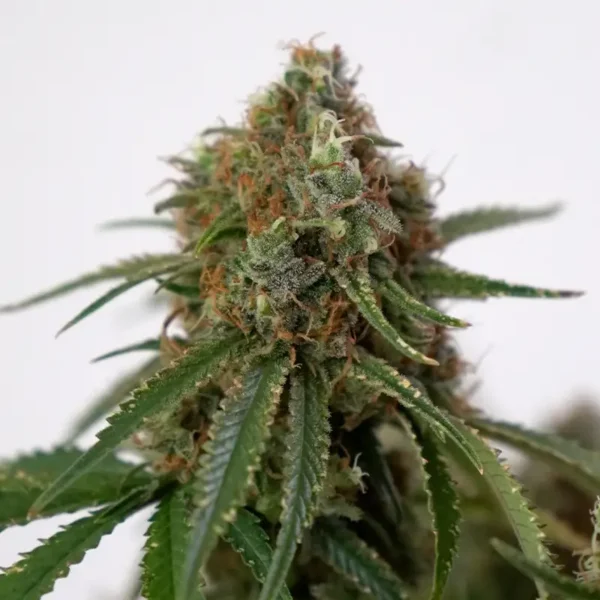 Blue Zushi Cannabispflanze in der Spätblüte