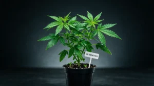 Cali Weed Stecklinge kaufen