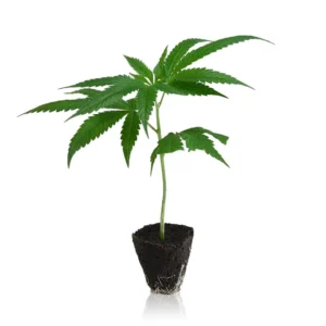 Candy Store Cannabis Steckling kaufen