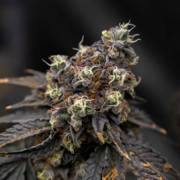Candy Store Cannabispflanze in der Blüte