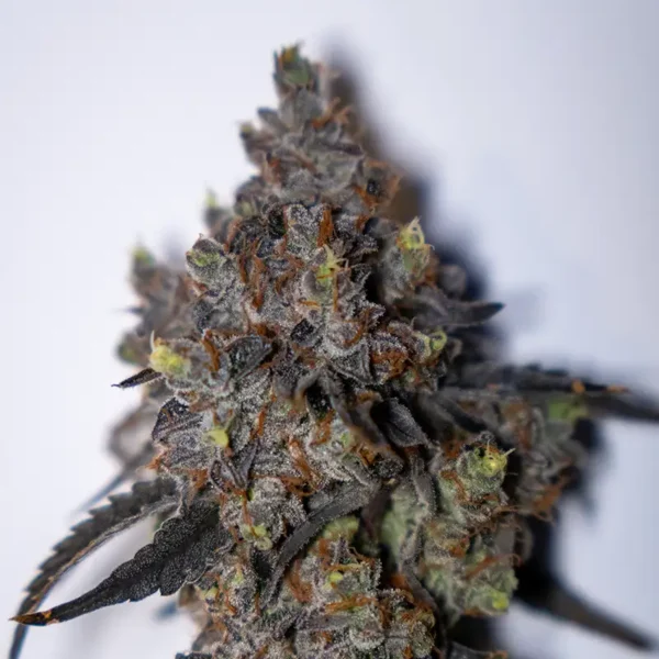 Candy Store Cannabispflanze in der Spätblüte