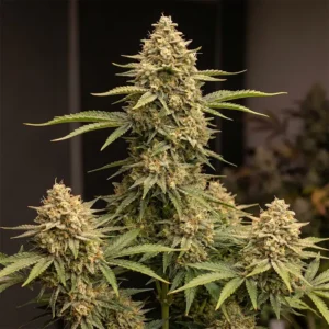 Colombian Gold