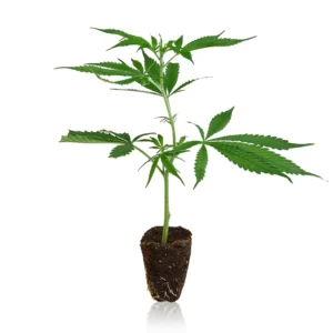 Colombian Gold Steckling