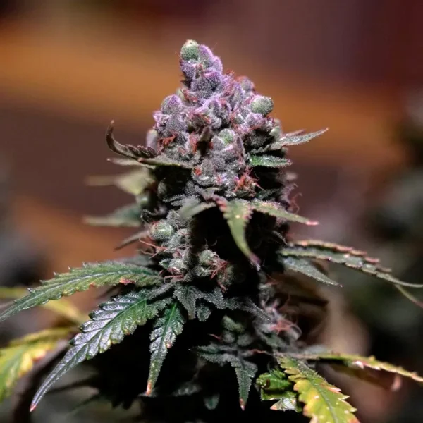 French Macaron Strain Cannabispflanze