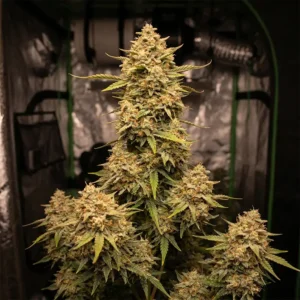Lemon Thai Amnesia