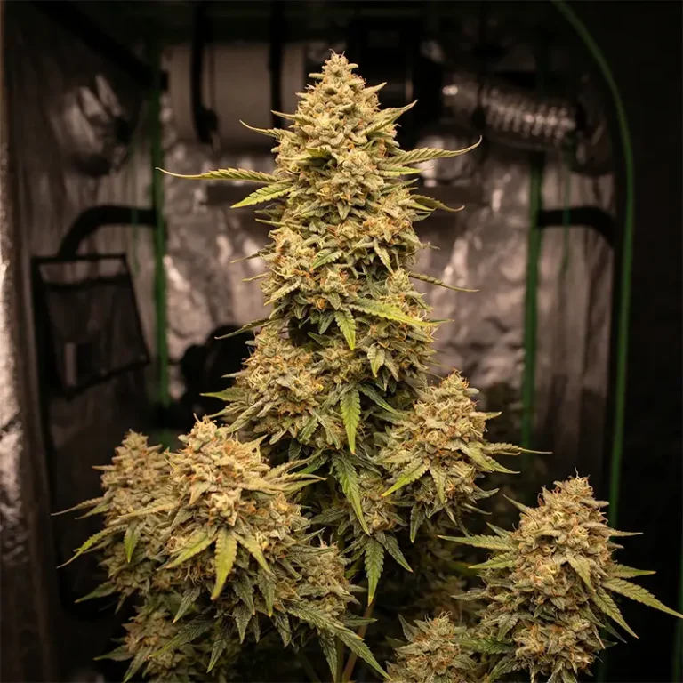 Lemon Thai Amnesia Cannabispflanze in der Blüte
