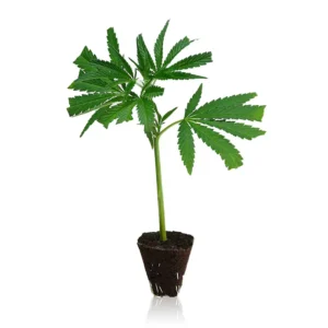 Northern Lights Cannabis Steckling kaufen