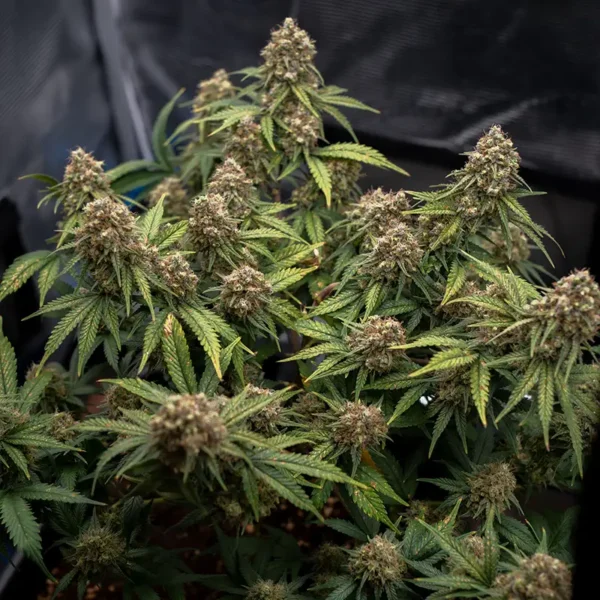 Rainbow Sherbert 11 Cannabispflanze in der Spätblüte
