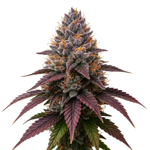 Rainbow Sherbert RS11 Weed Steckling Blüte