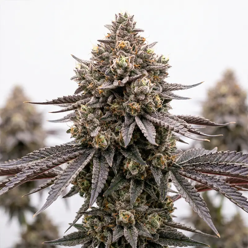 Runtz Cannabispflanze
