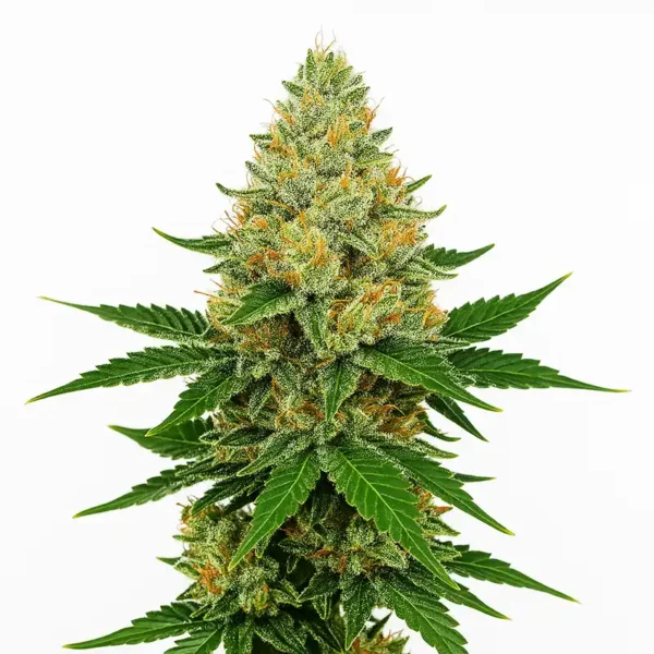 Watermelon Jam Weed Steckling Blüte