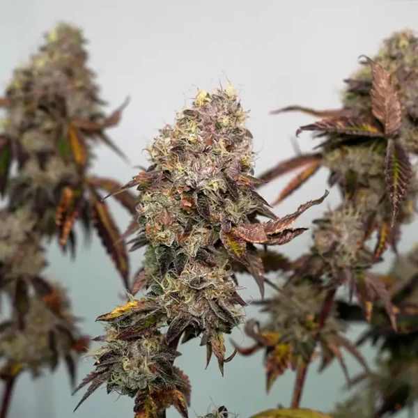 Wedding Cake Cannabis Pflanze