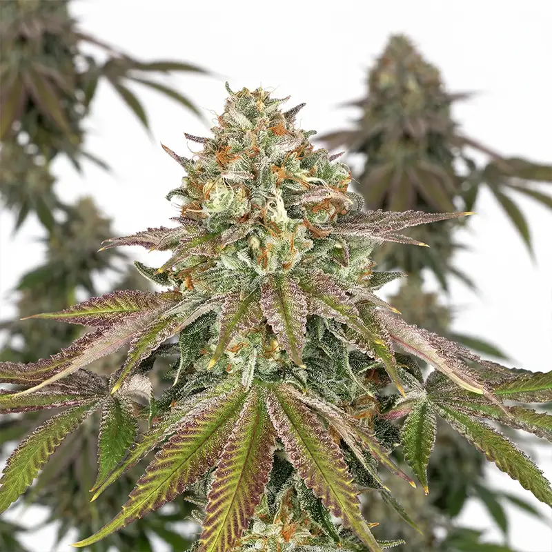 Wedding Cake Cannabispflanze