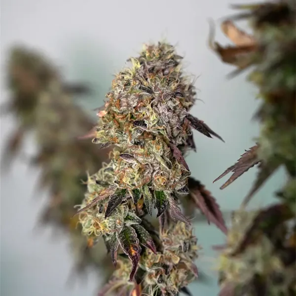 Wedding Cake Cannabis Pflanze Buds in der Blüte