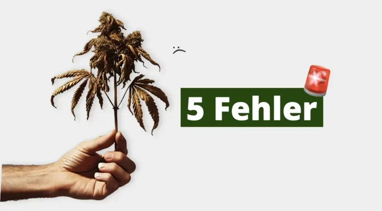Cannabis Anbau 5 Fehler