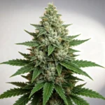 Mazar Autoflower