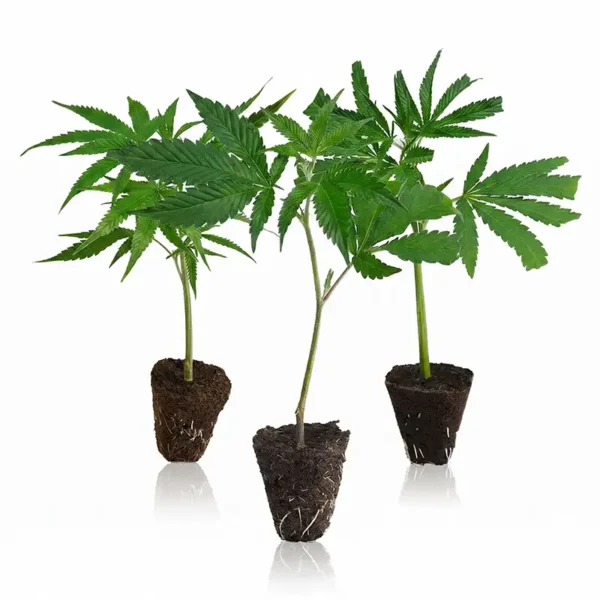 OG Legends Steckling Set mit Classic Strains bestellen