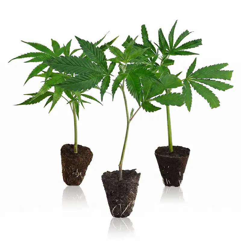 OG Legends Steckling Set mit Classic Strains bestellen