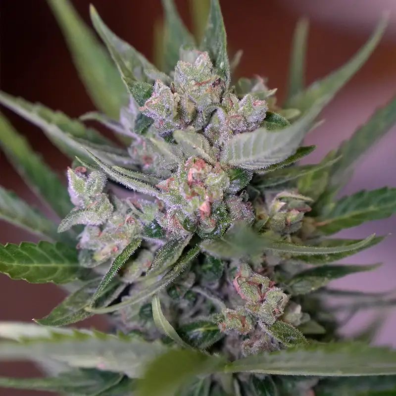 Orange Zkittlez Autoflower Steckling in der Blüte