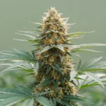 Orange Zkittlez Autoflower 🇺🇸