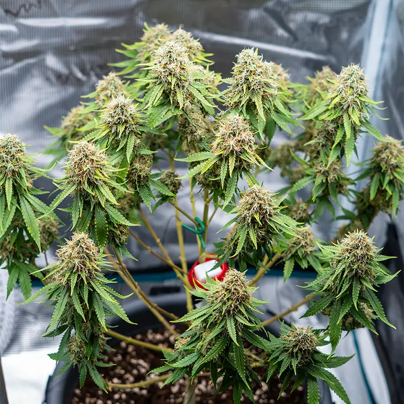 Super Lemon Haze Autoflower Cannabispflanze