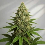 Lemon Haze Autoflower