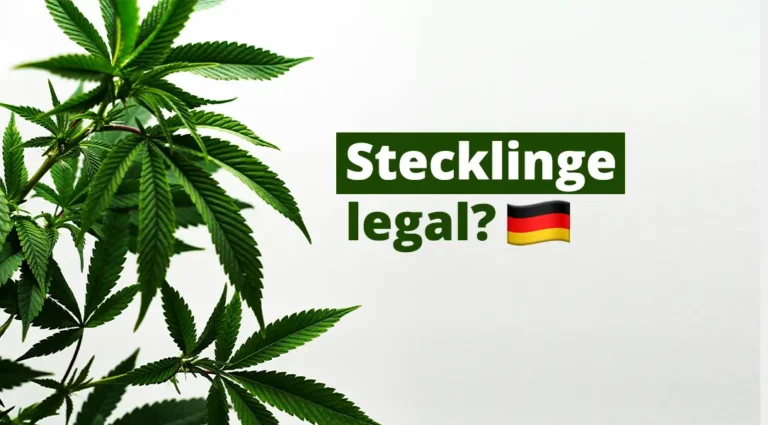 Cannabis Stecklinge legal in Deutschland kaufen