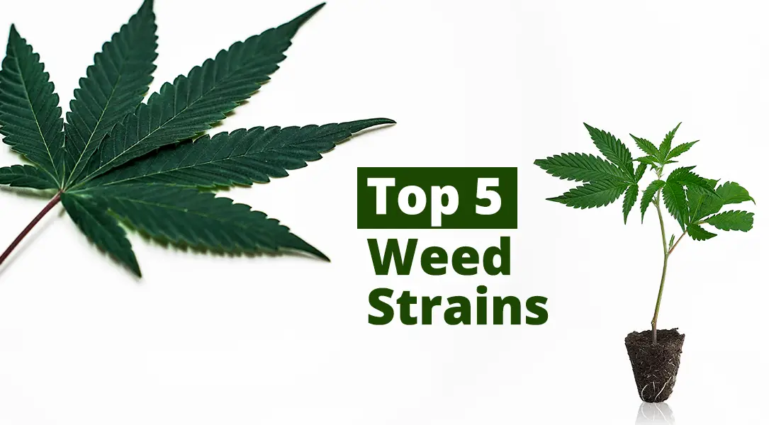 Top 5 Cannabis Sorten, die besten Weed Strains