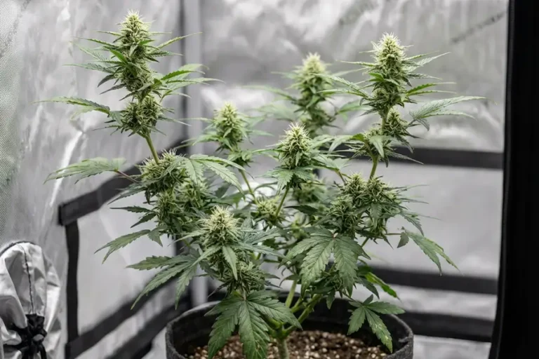 Samenpflanze in der Blüte