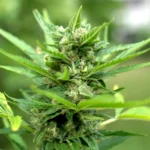 Amnesia Haze Autoflower Steckling