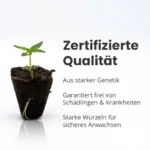 Zertifizierten Autoflower Steckling kaufen