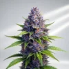 Blueberry Autoflower