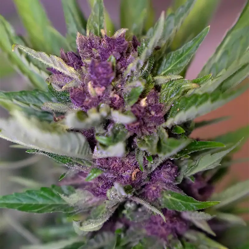 Blueberry Autoflower Samenpflanze in der Blüte