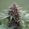 Blueberry Autoflower