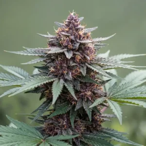Blueberry Autoflower Strain Cannabispflanze