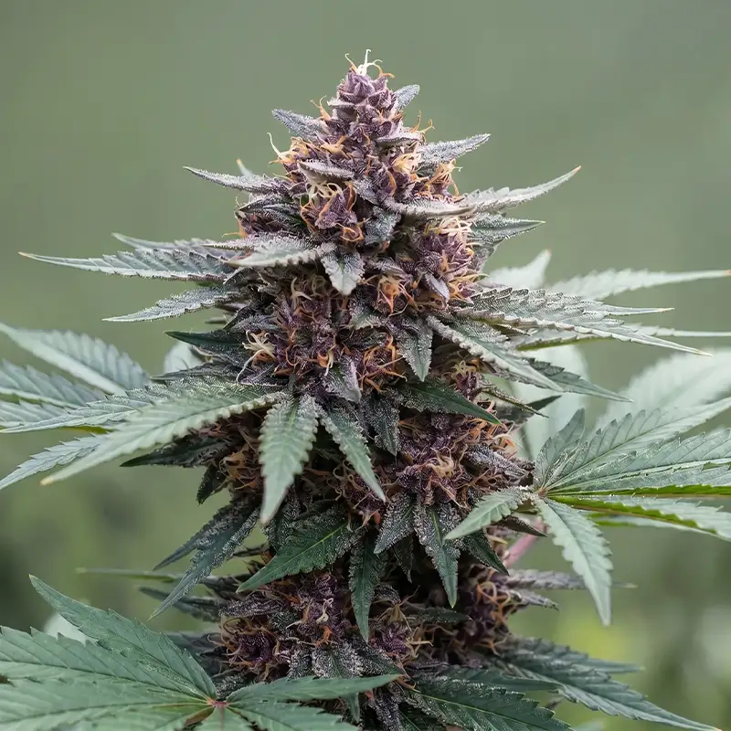 Blueberry Autoflower Strain Cannabispflanze