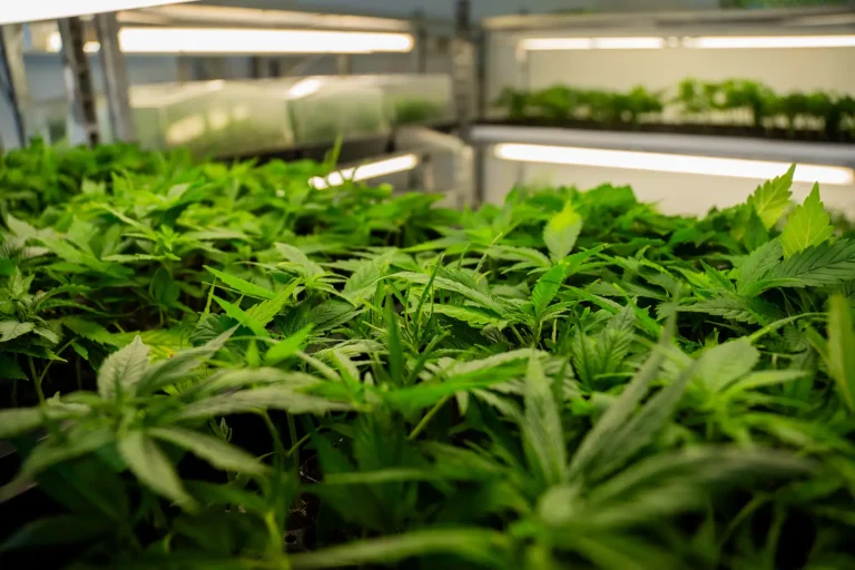 Cali Stecklinge kaufen – gesunde, kräftige Cannabis Pflanzen mit exklusiver US-Genetik